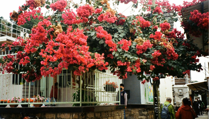  情侶打卡_菲林攝影_菲林相機 